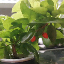Veggiefloe Hydroponic System for Schools: hands-on learning en gezond eten voor kinderen
