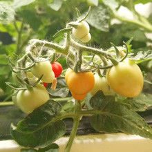 Veggiefloe Hydroponic System for Schools: hands-on learning en gezond eten voor kinderen